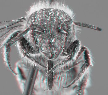 Media type: image;   Entomology 610965 Aspect: head 3D